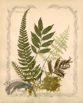 Jamaican Fern 07